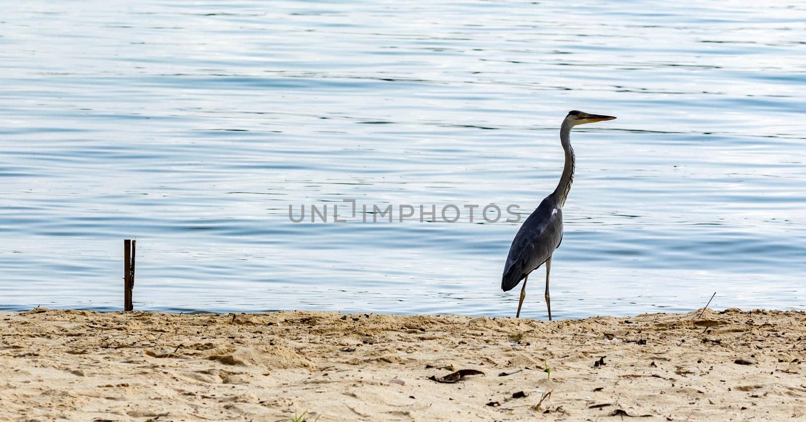 Closeup shot of a heron bird in a beach in Singapore