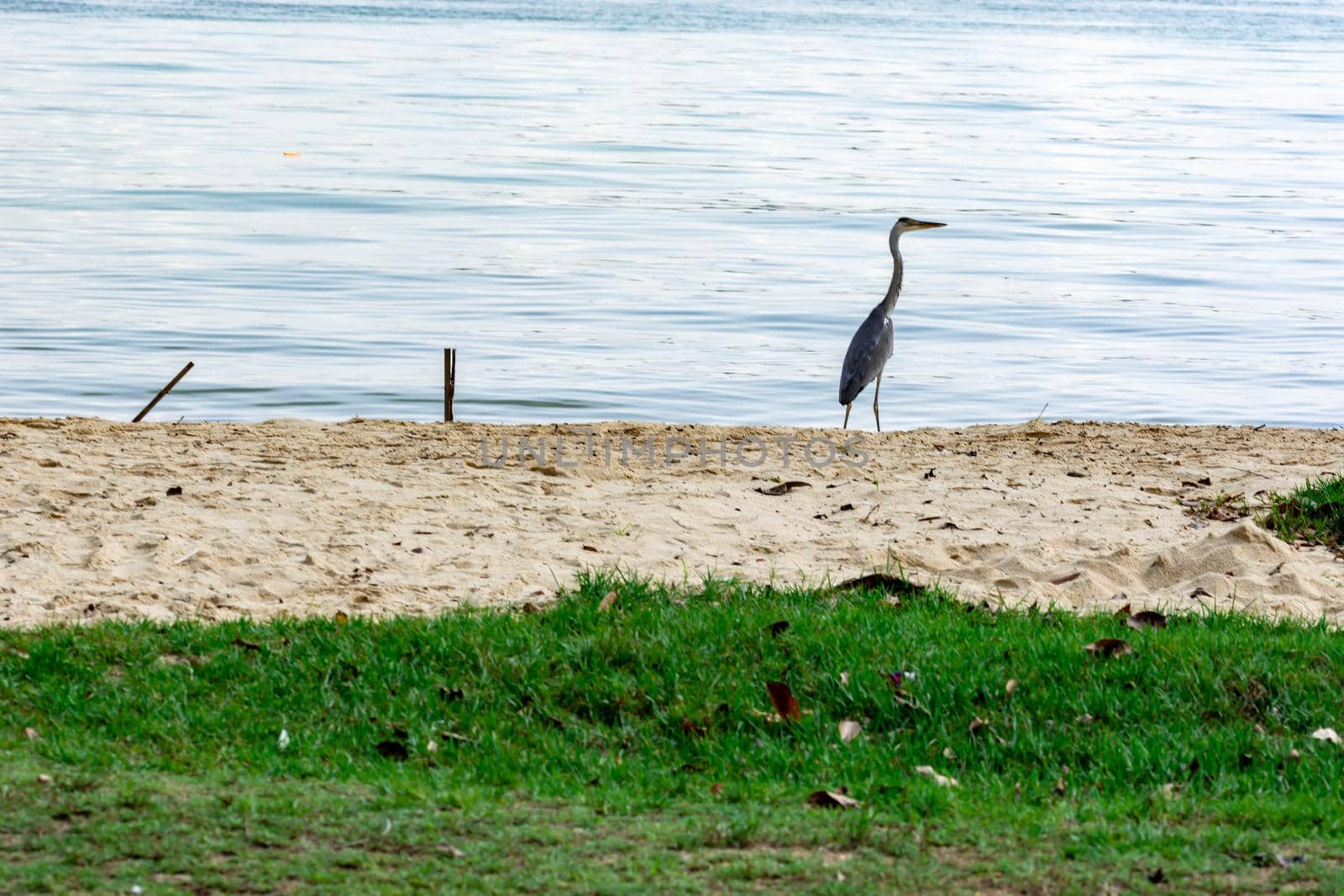 Heron bird while resting in a beach in Singapore
