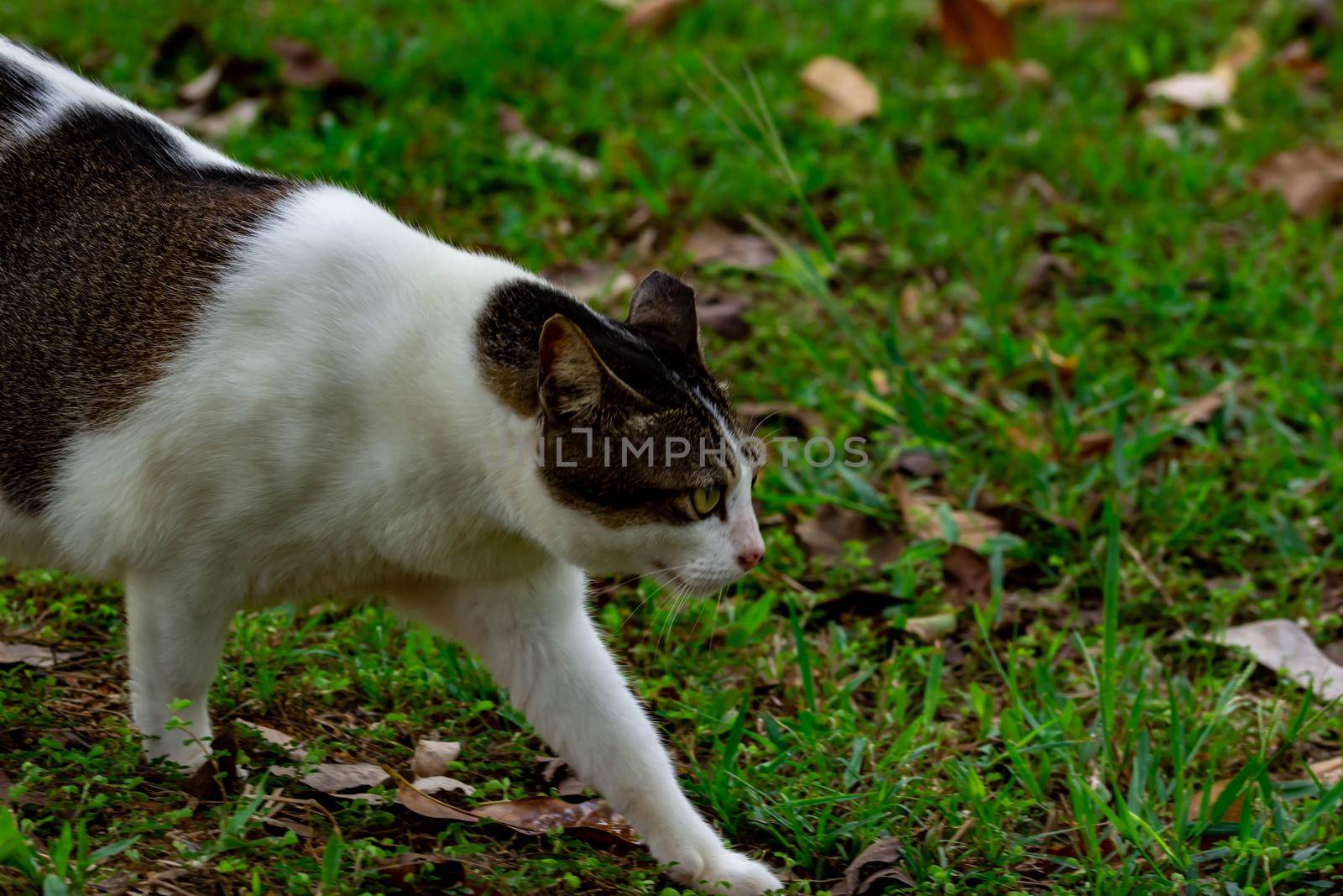 Pregnant cat walking on grasses