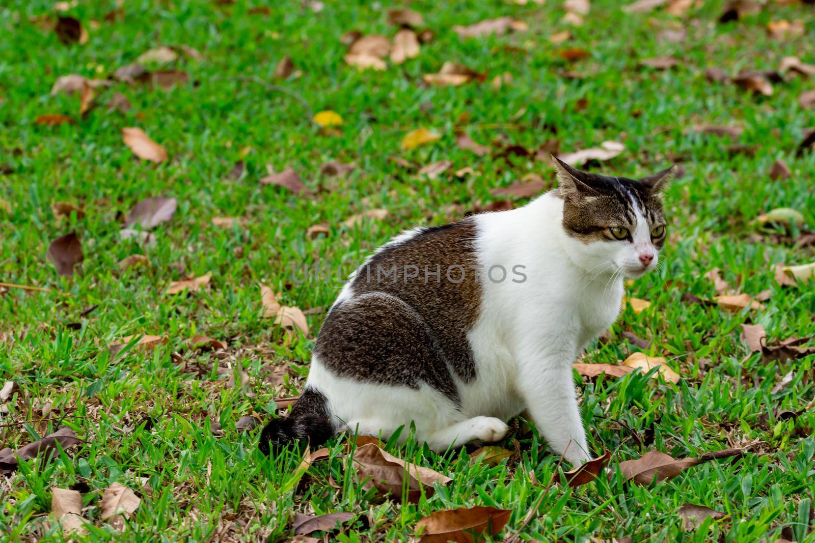 Pregnant cat sitting down on grasses while looking at something