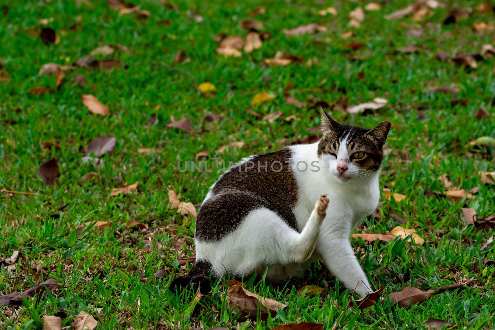 Pregnant cat sitting on grasses while scratching self