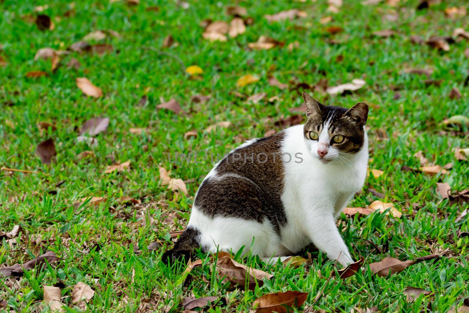 Pregnant cat sitting on grasses while looking at something