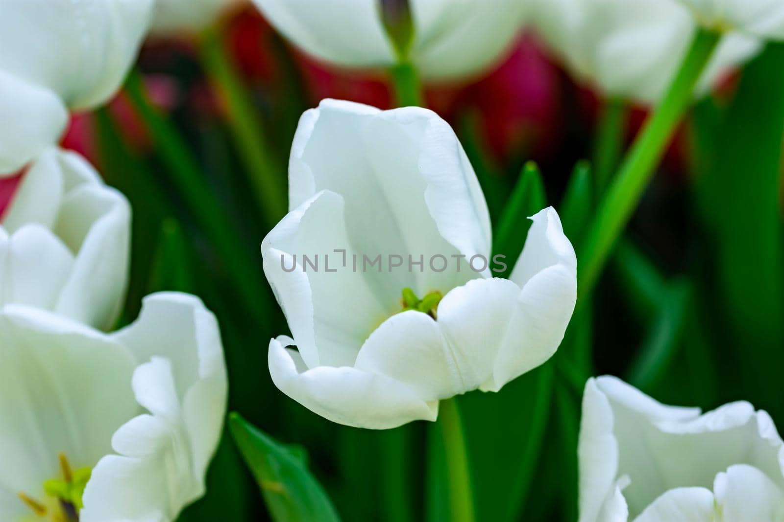 Macro shot of bed of white tulips with blurry background image