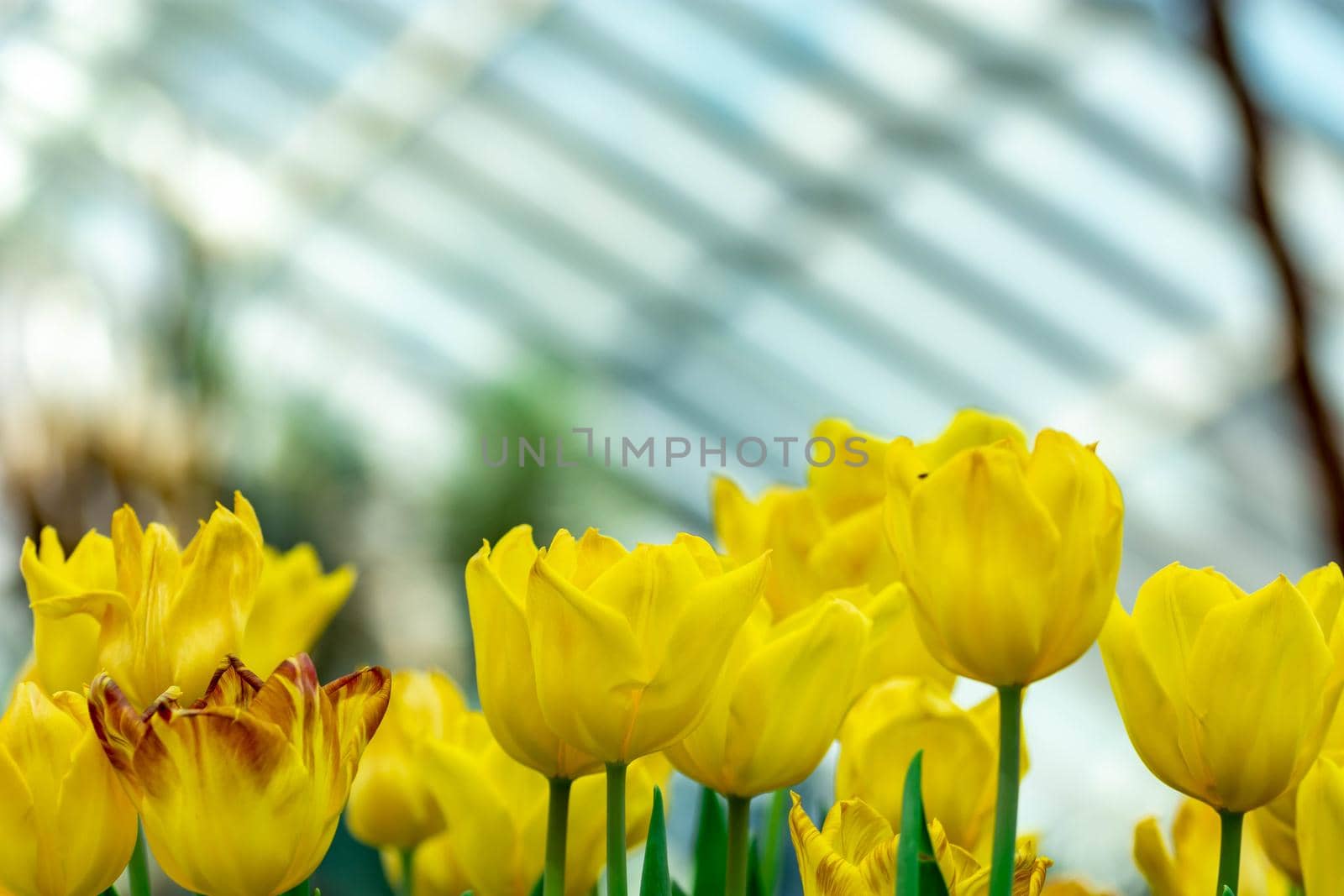 Macro shot of yellow parrot tulips with blurry background image with some space for text