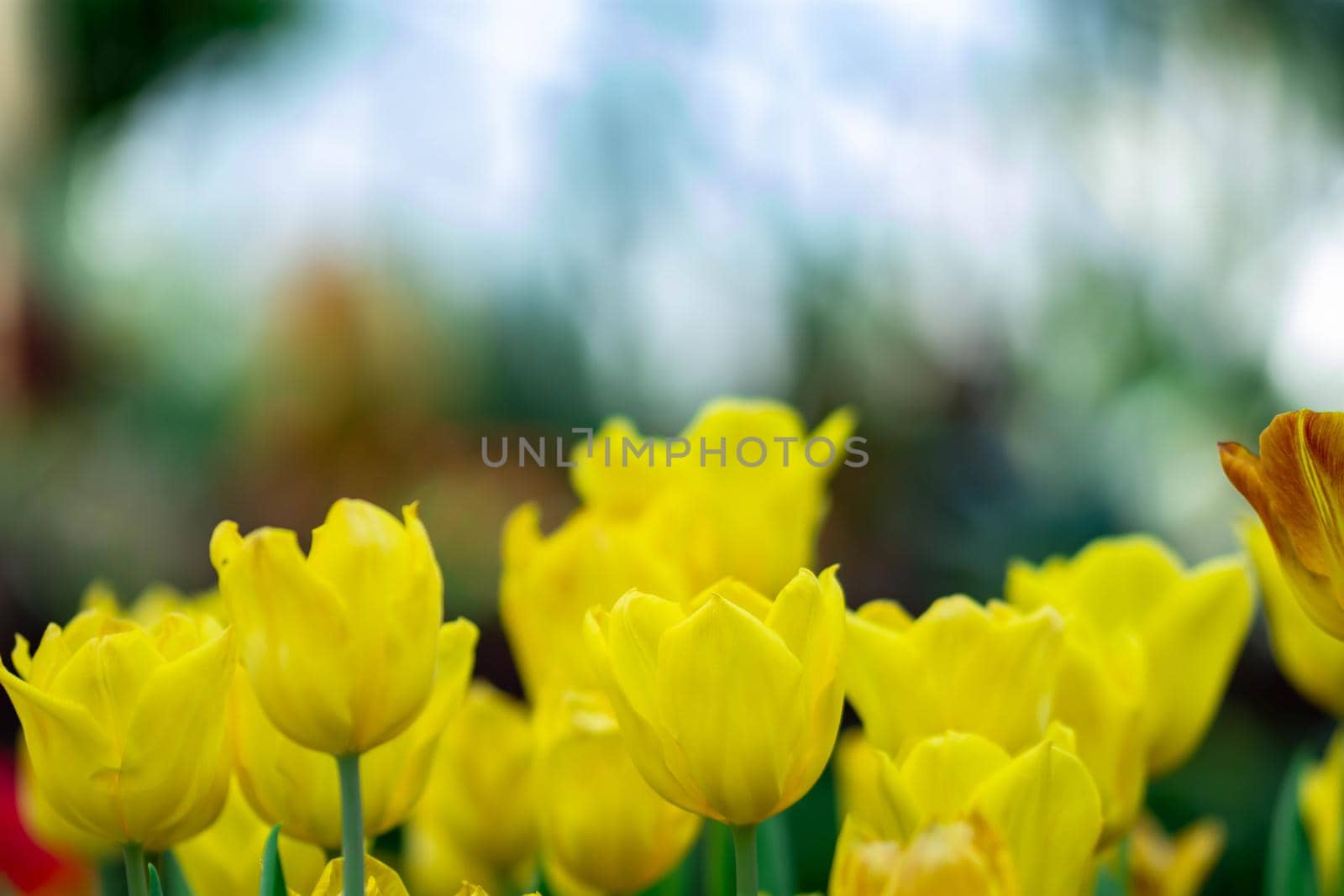Macro shot of yellow parrot tulips with blurry background image with some space for text