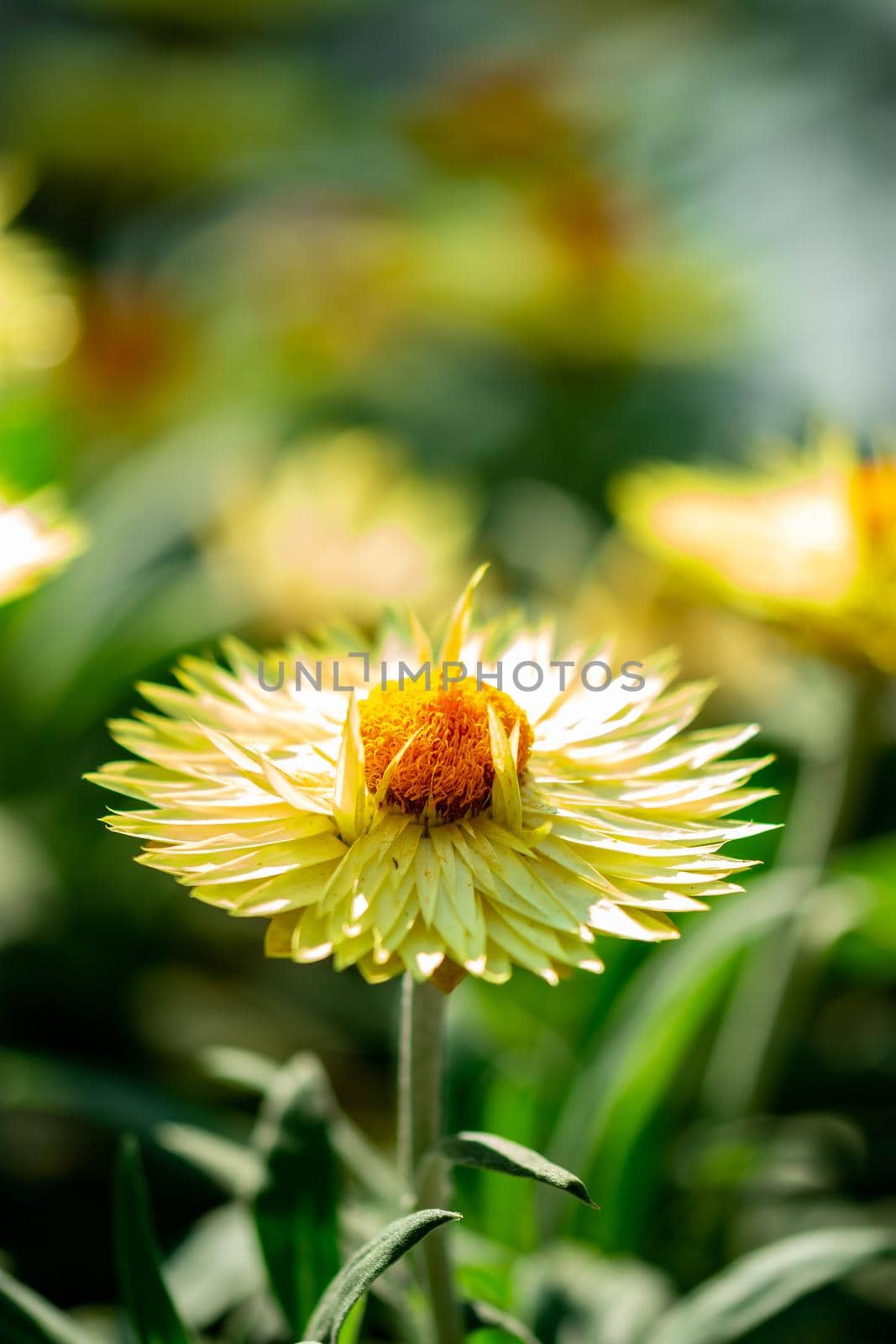 vertical closeup shot of a yellow flower with a soft blurry background image and some space for text