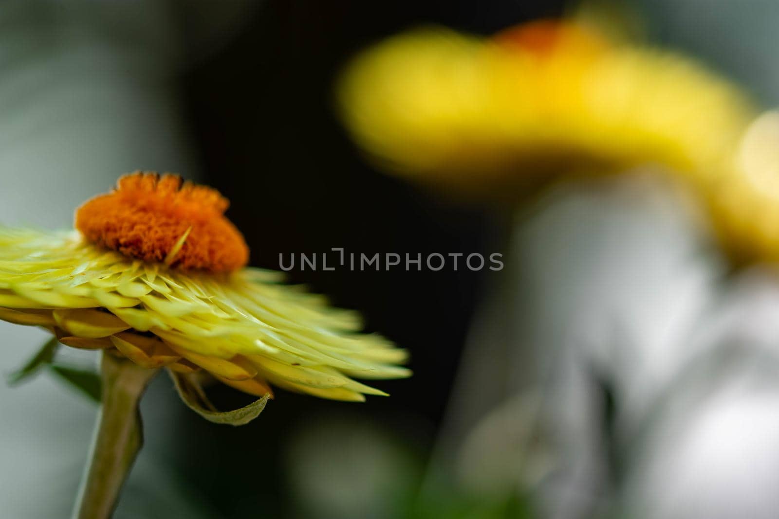 horizontal blurry image of an orange flower with yellow petals with a soft bokeh green background image with some space for text