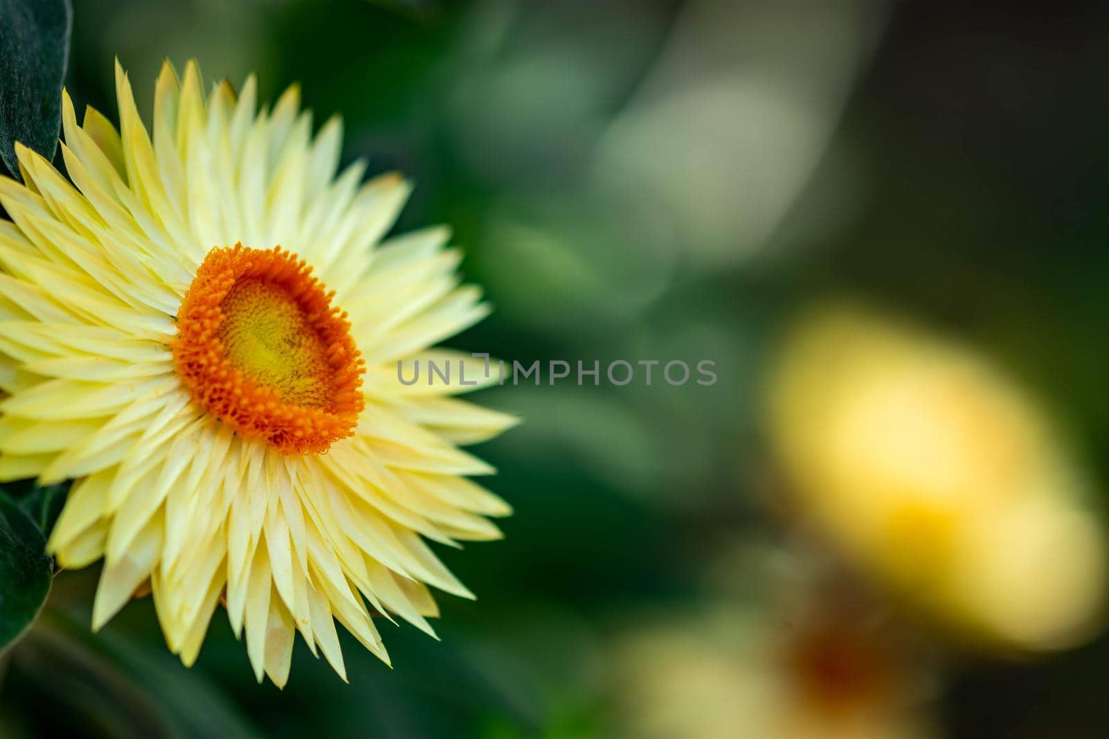 horizontal image of an orange flower with yellow petals with a soft bokeh green background image with some space for text