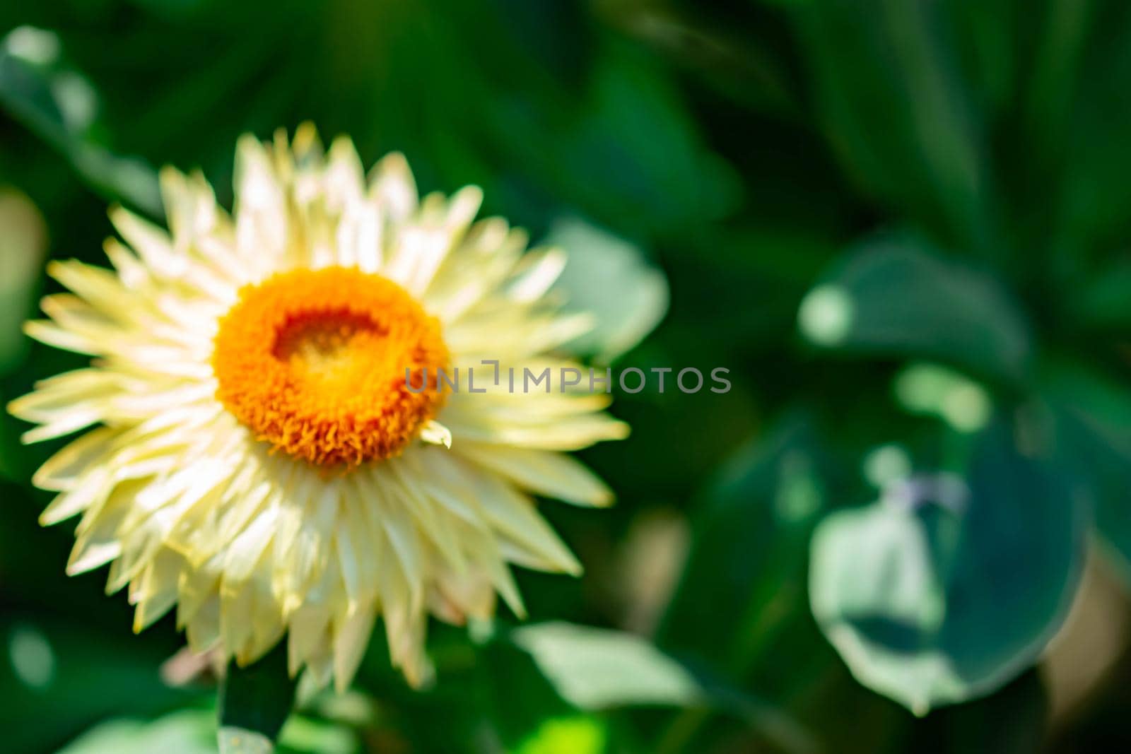 horizontal image of an orange flower with yellow petals with a soft bokeh green background image with some space for text