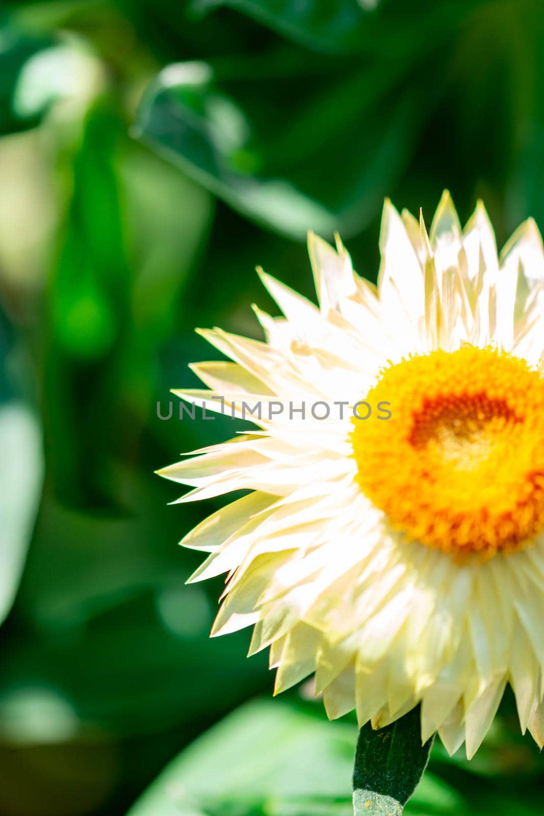 Vertical closeup shot of a yellow flower cut in half with a soft blurry background image with some room for text