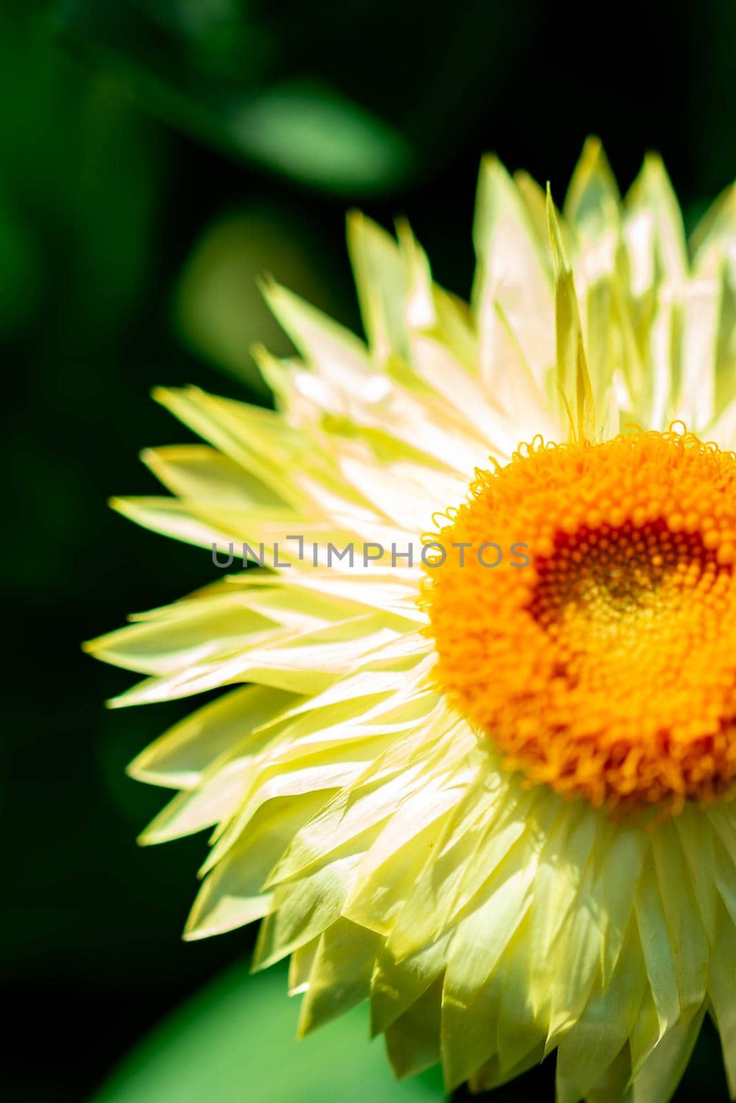 Vertical closeup shot of a yellow flower cut in half with a soft blurry green background image with some room for text
