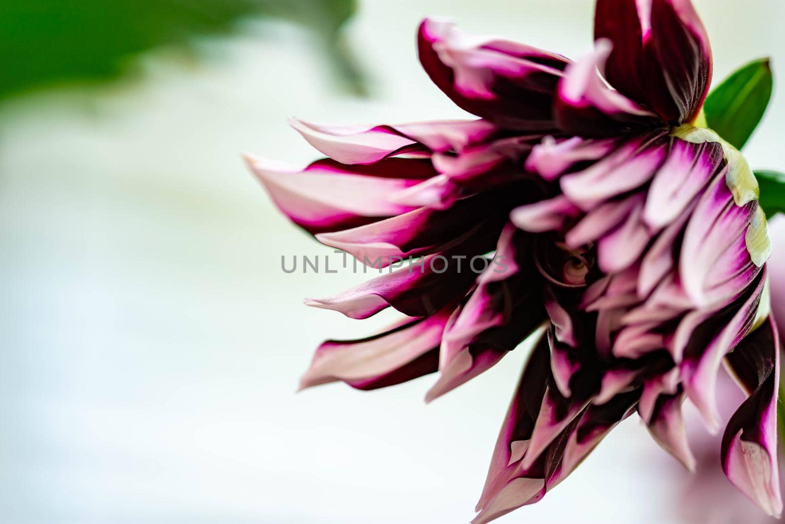 horizontal blurry closeup shot of a purple flower with soft blurry bokeh background and some space for text or message