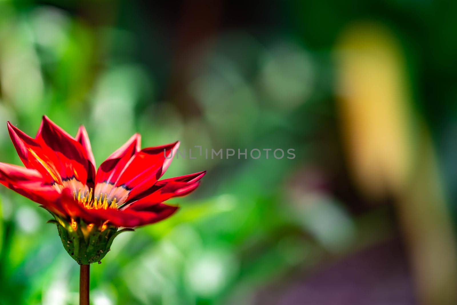 Horizontal full lenght blurry red flower with soft green background image with space for text and message
