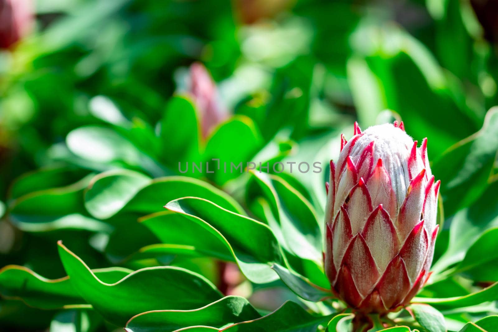 Horizontal full lenght blurry red king sugar bush flower with soft green background image with space for text and message