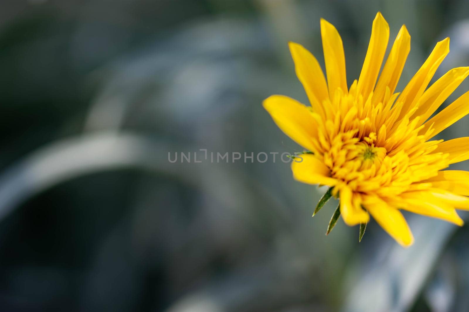 Horizontal full lenght blurry yellow flower with green blurry background image with space for text