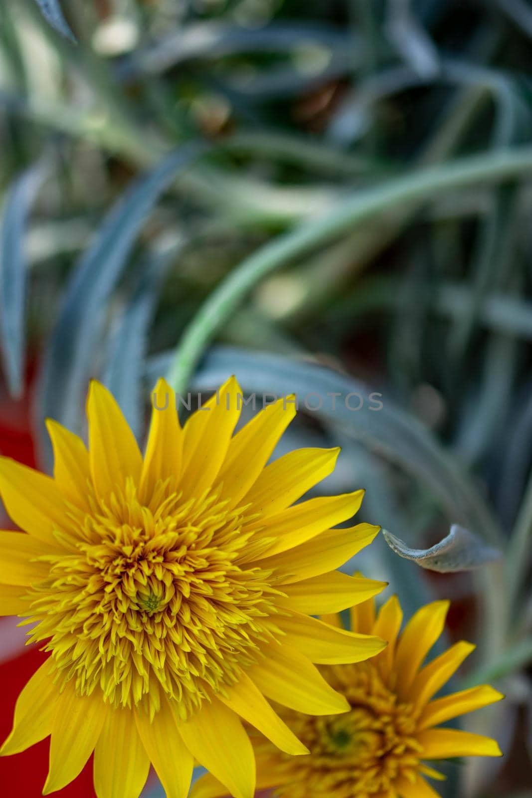 vertical full lenght yellow flower with green blurry background image with space for text
