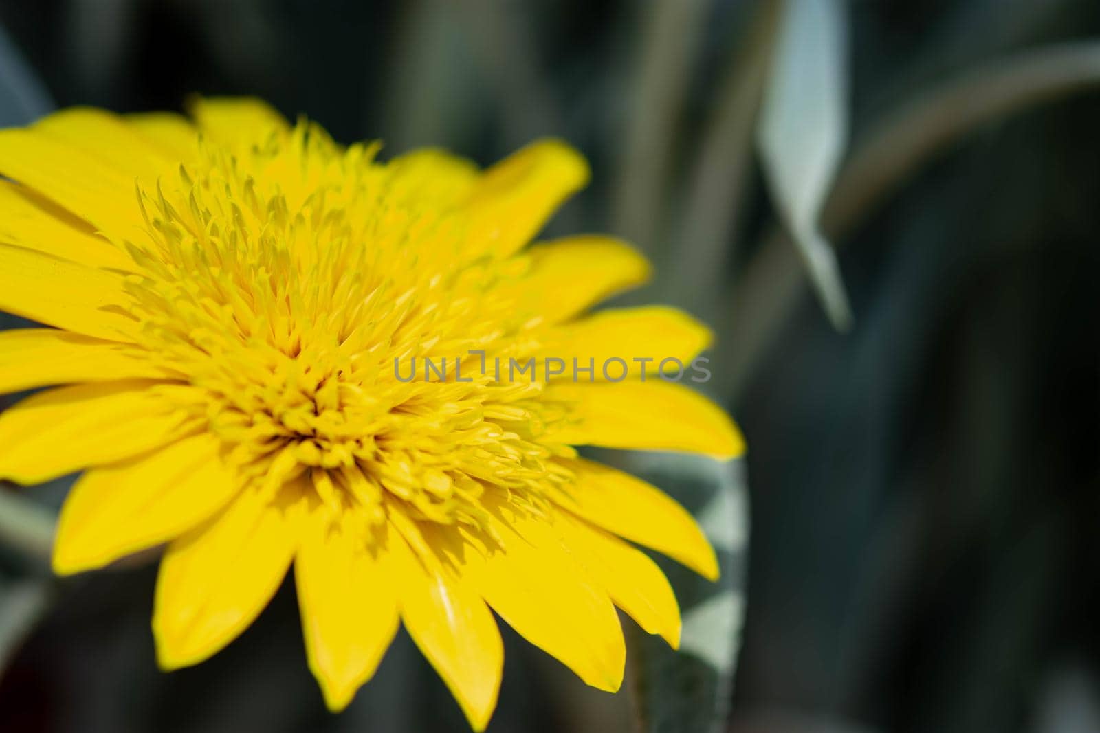 Horizontal full lenght blurry yellow flower with green blurry background image with space for text