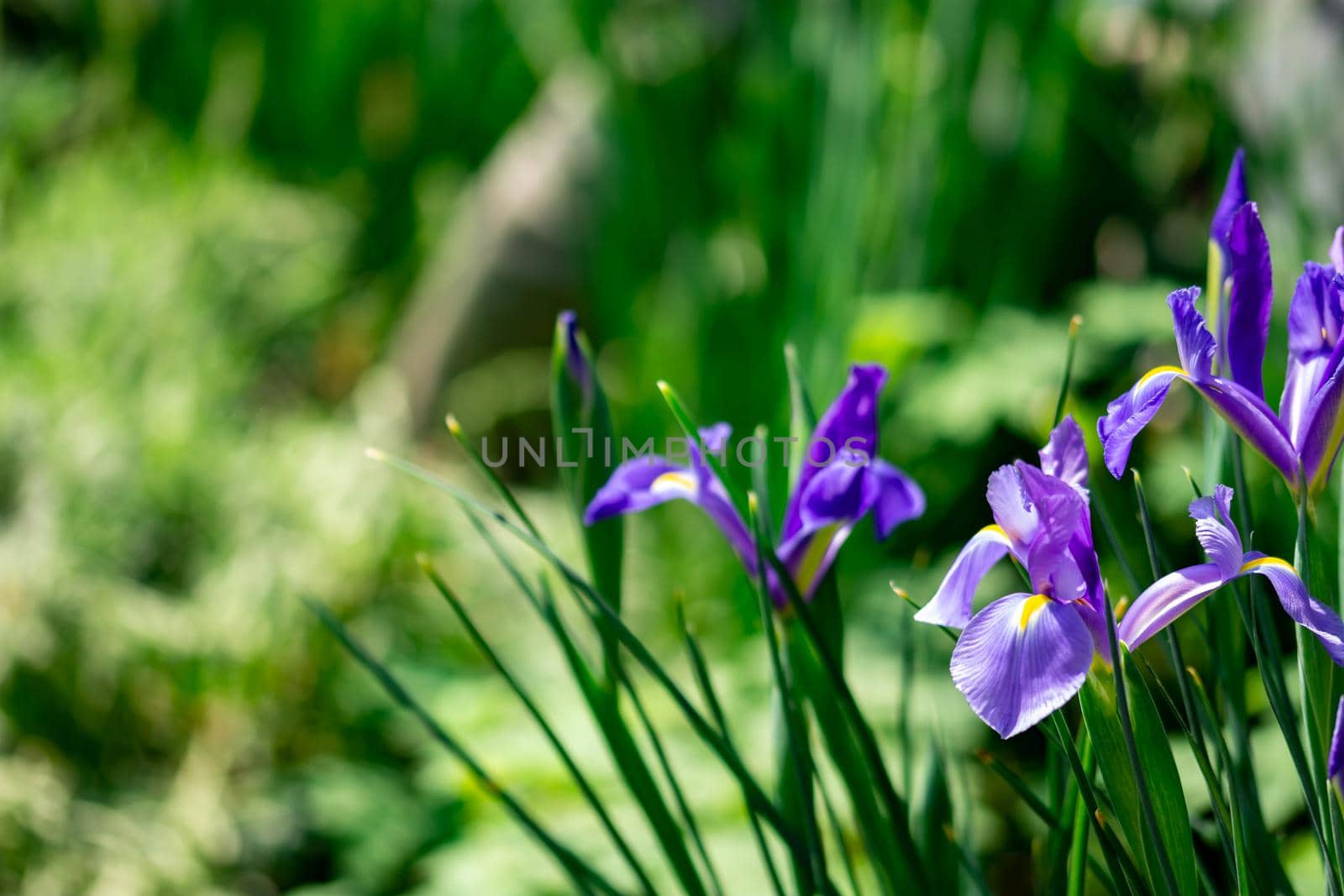 horizontal full lenght shot of purple flowers with soft green blurry background image with some space for text