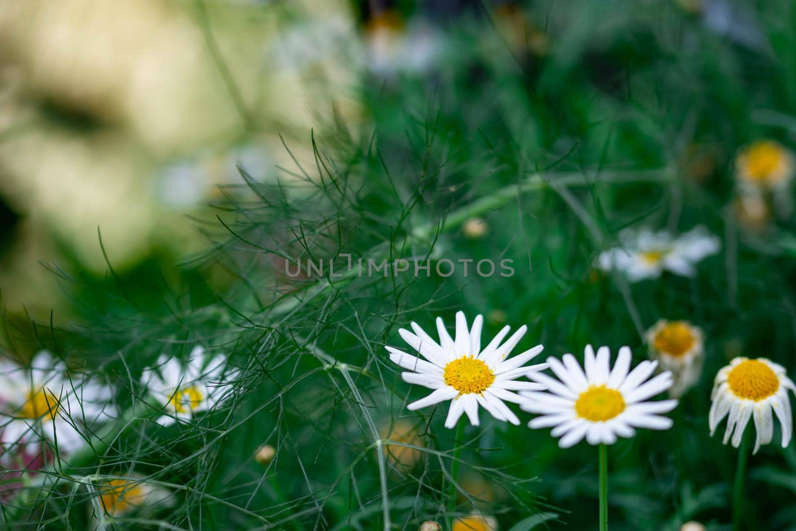 horizontal full lenght shot of yellow flowers with white petals with soft green blurry background image with some space for text