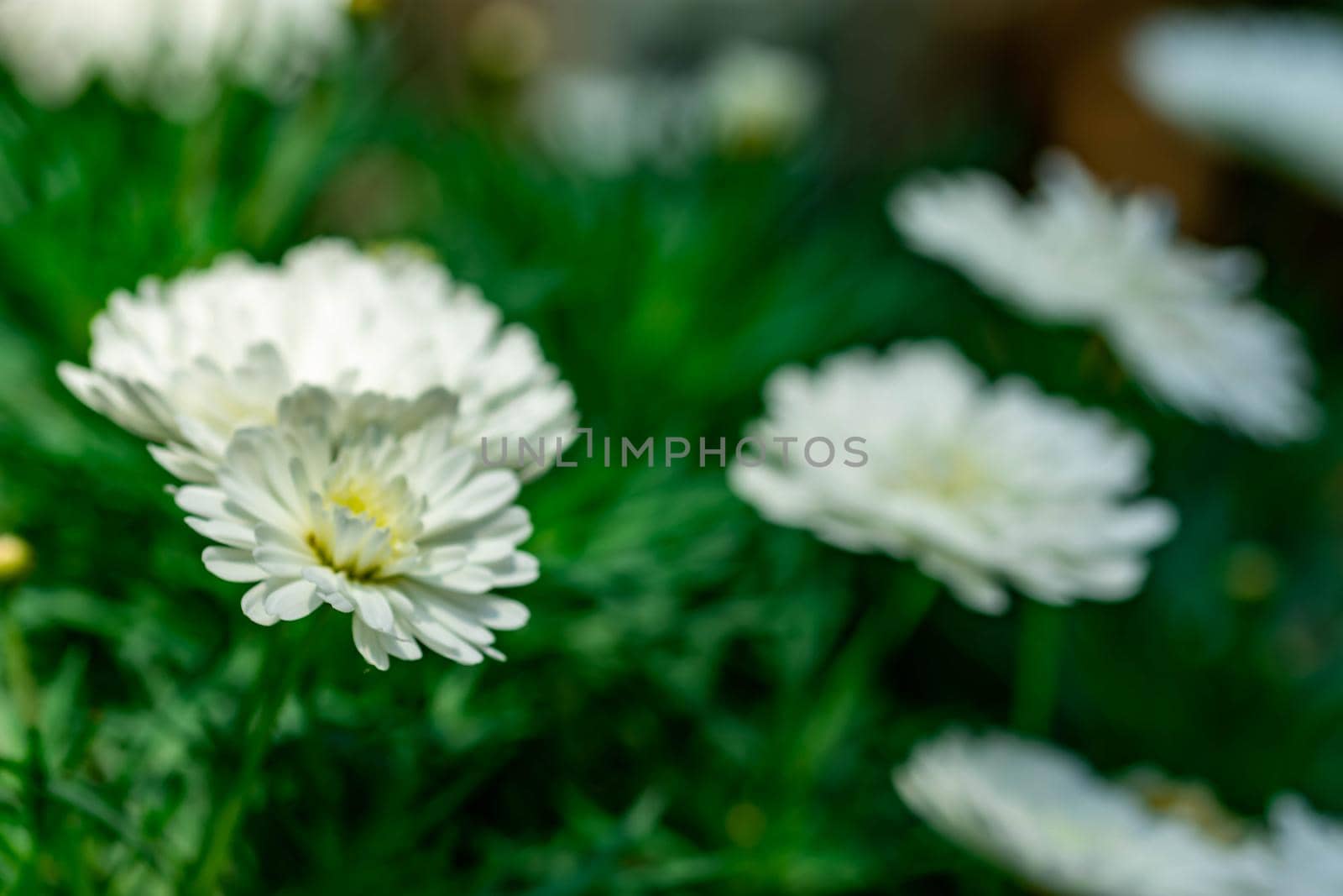 Macro shot of bed of white tulips with blurry background