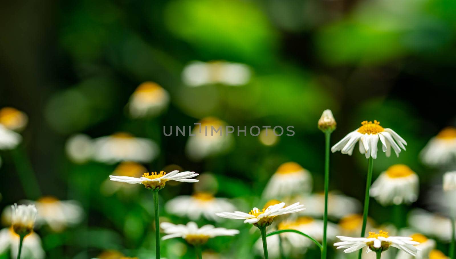 horizontal full lenght blurry shot of white flowers with soft green blurry background image with some space for text