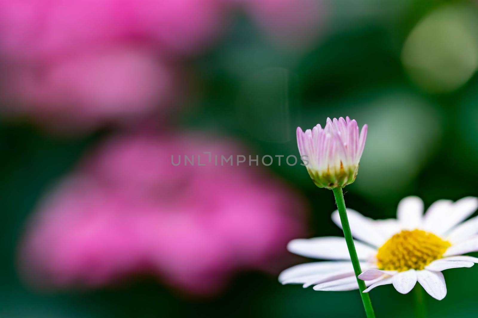 horizontal full lenght blurry shot of white and pink flowers with soft green blurry background image with some space for text