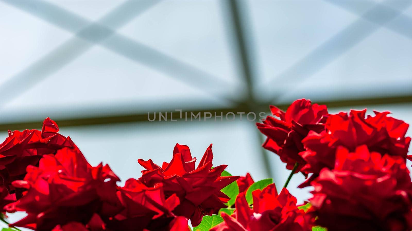 Horizontal full lenght blurry shot of red flowers with soft  blurry background image