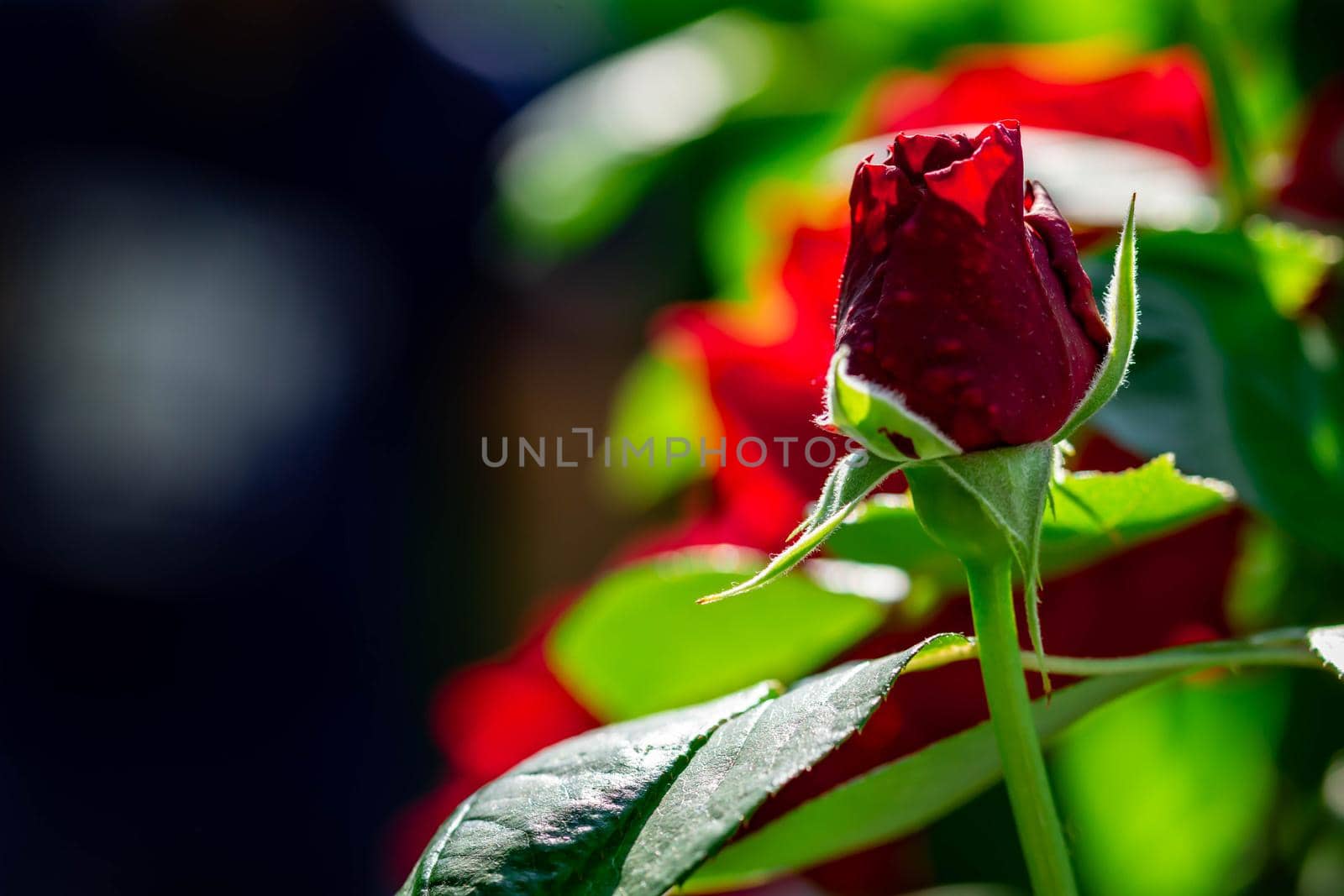 Horizontal full lenght blurry shot of red rose flowers with soft  blurry green background image