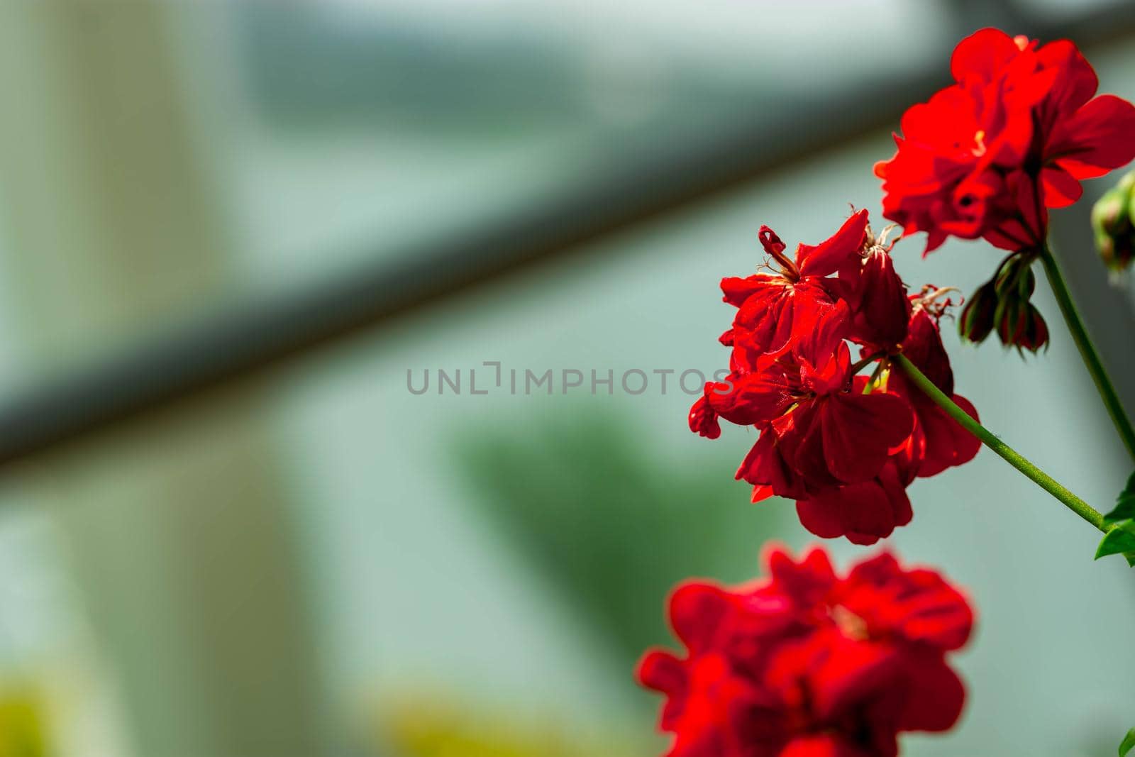 Horizontal full lenght blurry shot of red flowers with soft  blurry green background image with some space for text