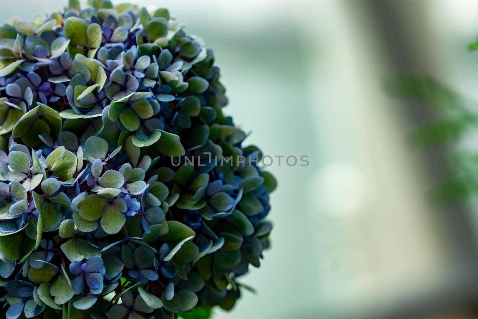 Horizontal full lenght blurry shot of white and blue flowers with soft  blurry  background image with some space for text