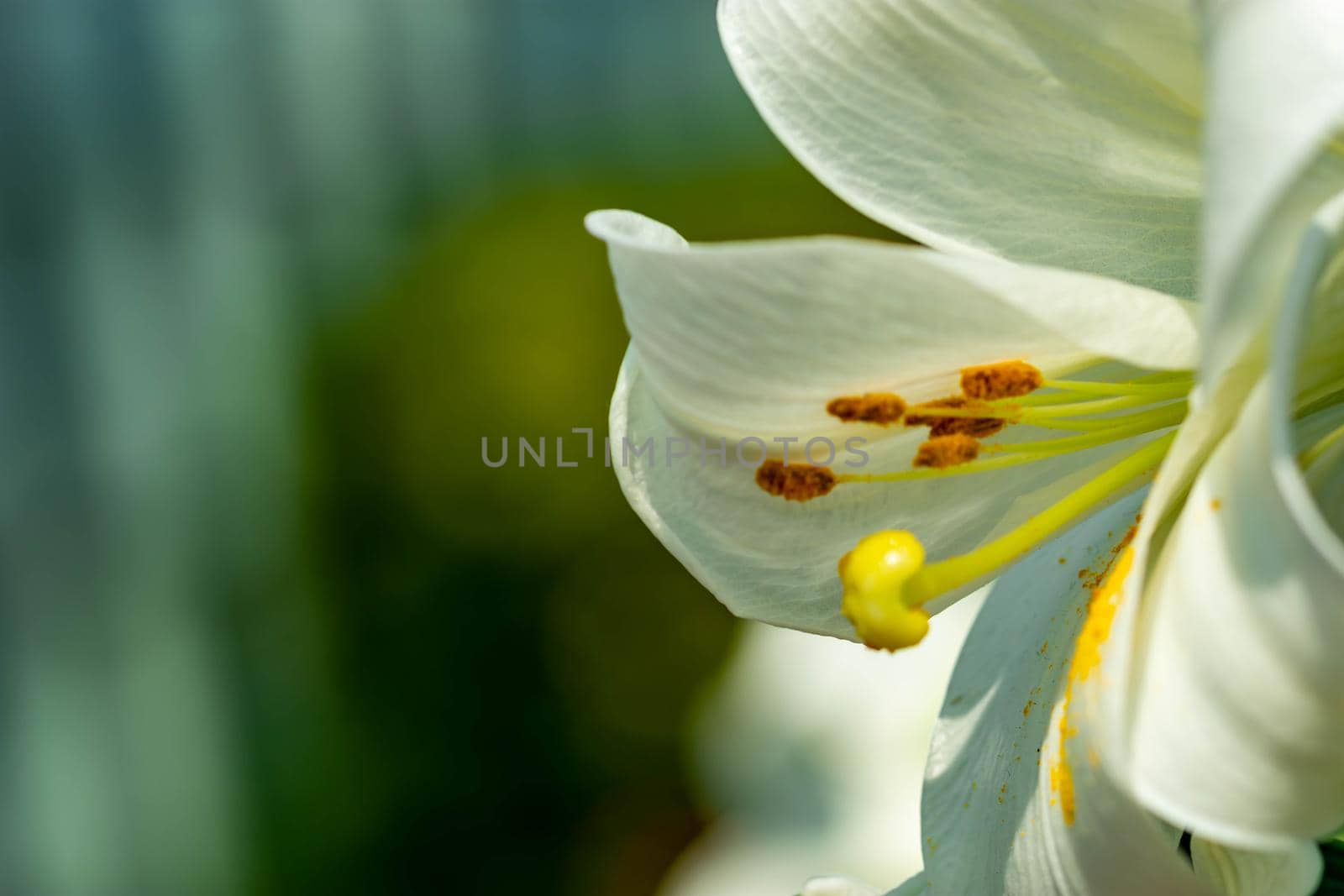 Horizontal full lenght blurry shot of white flowers with soft  blurry green background image with some space for text