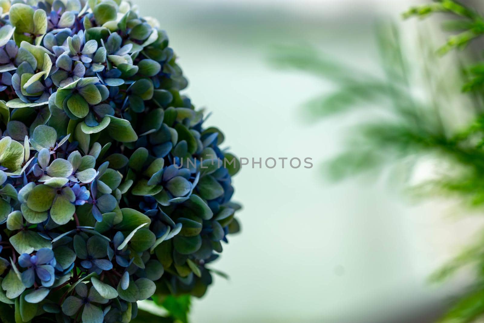 Horizontal full lenght blurry shot of white and blue flowers with soft  blurry  background image with some space for text