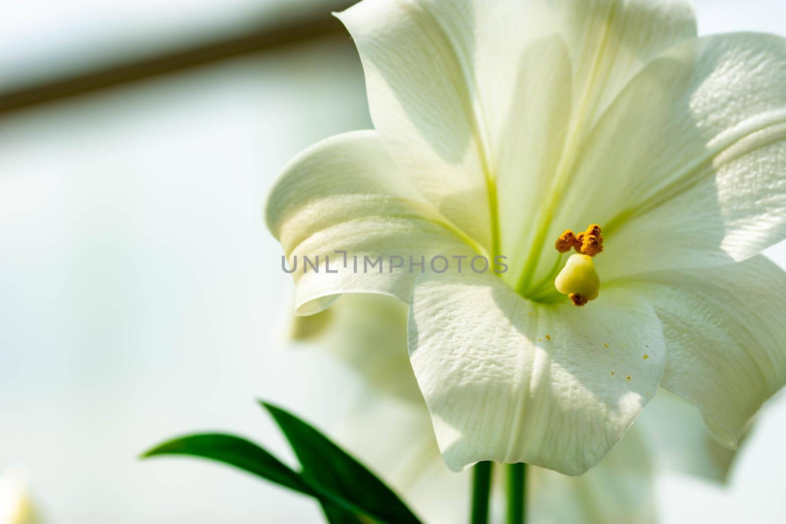 Horizontal full lenght blurry shot of white and flowers with soft  blurry  background image with some space for text