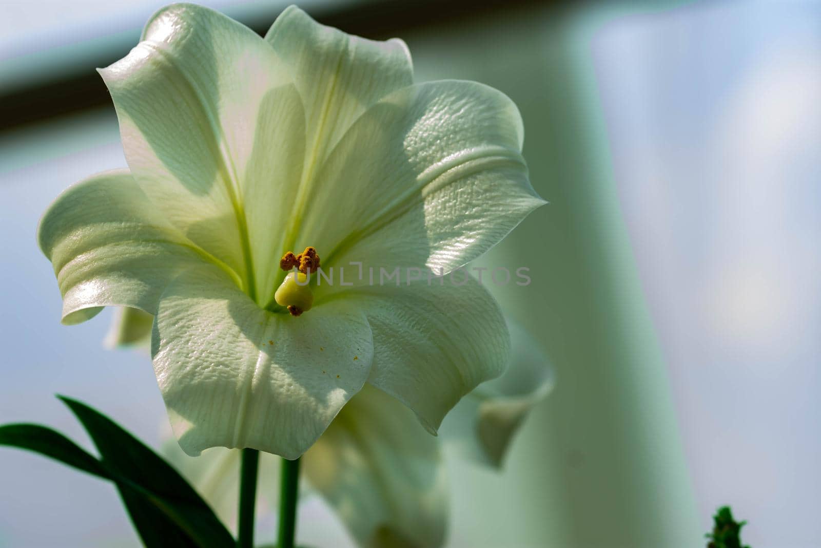 Horizontal full lenght blurry shot of white and flowers with soft  blurry  background image with some space for text