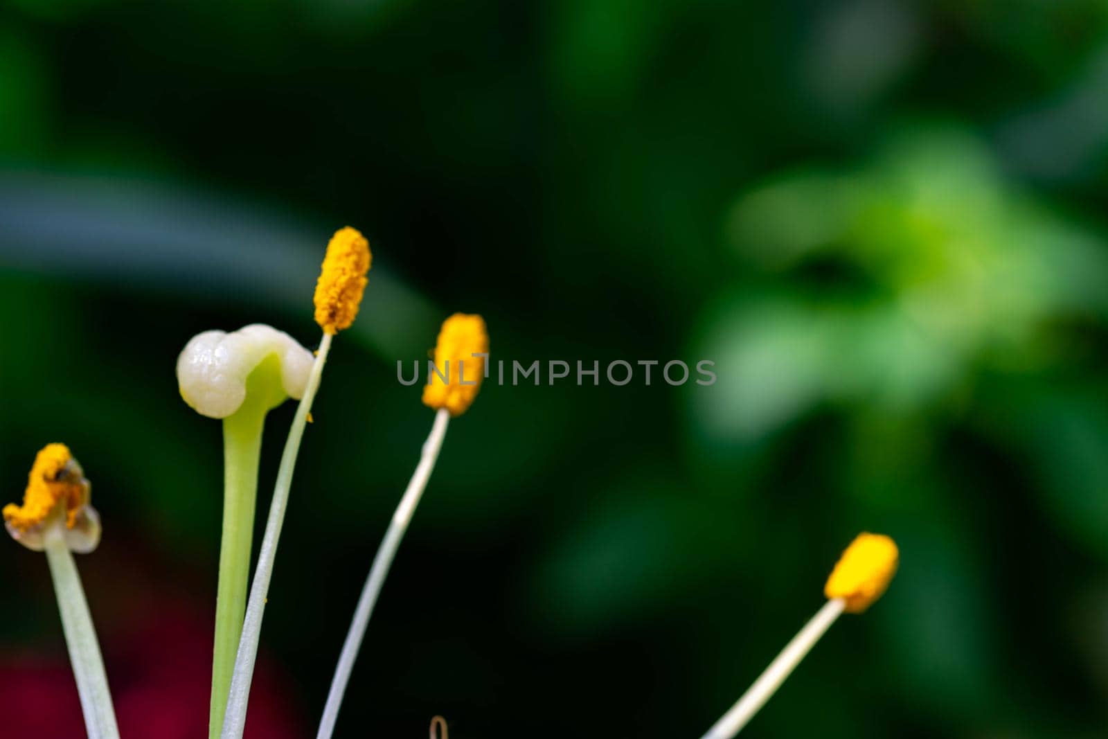 Horizontal full lenght blurry shot of small yellow flowers with soft  blurry  background image