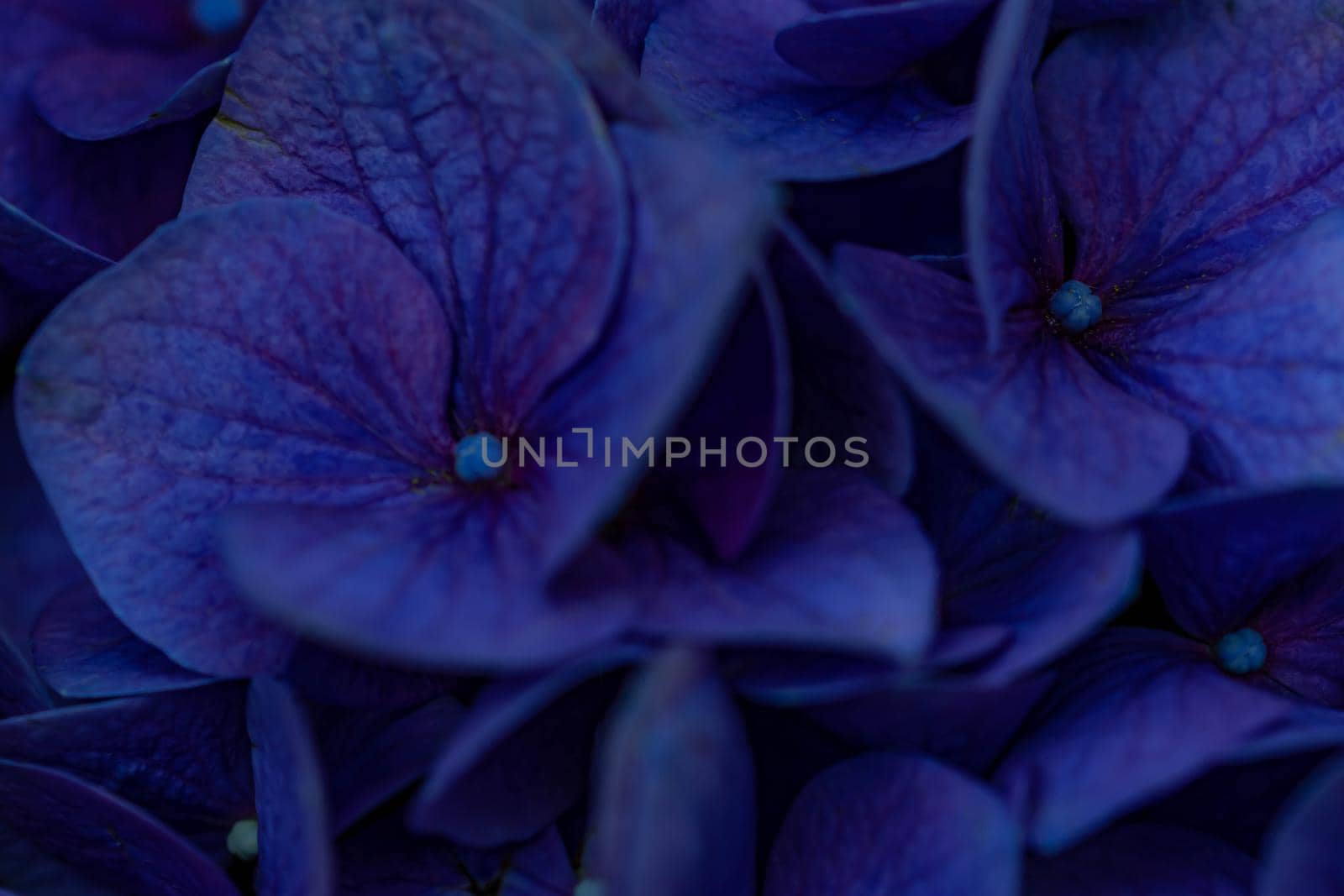 Horizontal full lenght blurry shot of blue flowers  background image