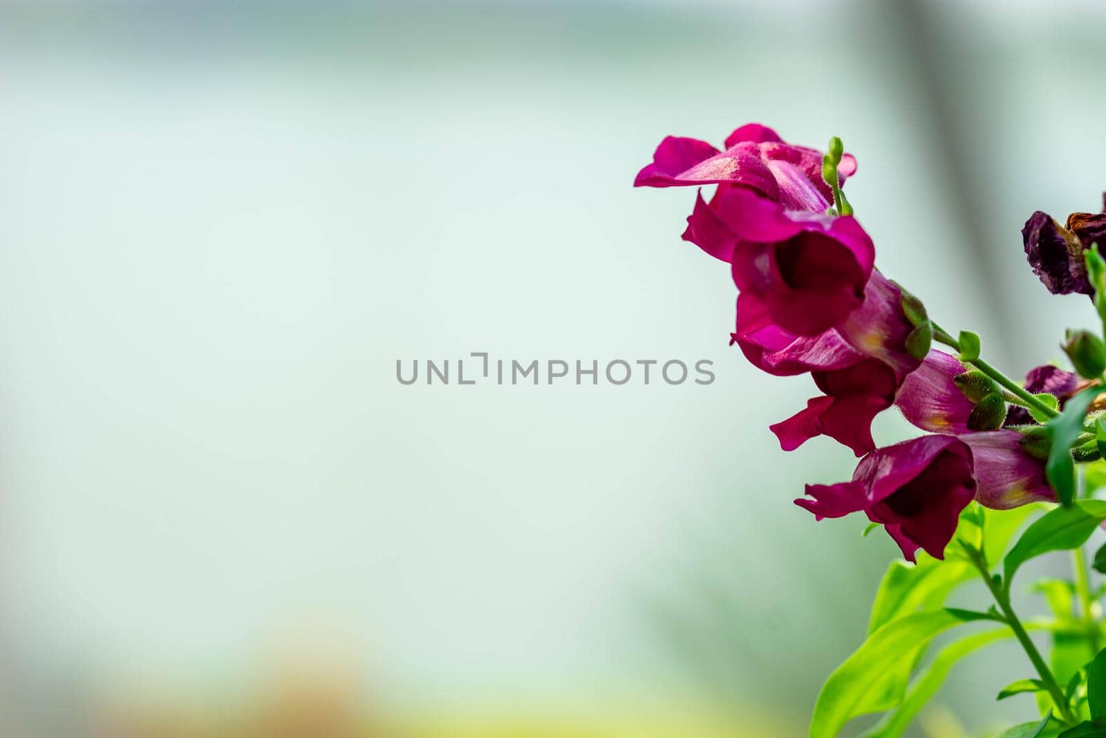 horizontal full lenght closeup shot of purple flowers  background image with some space for text