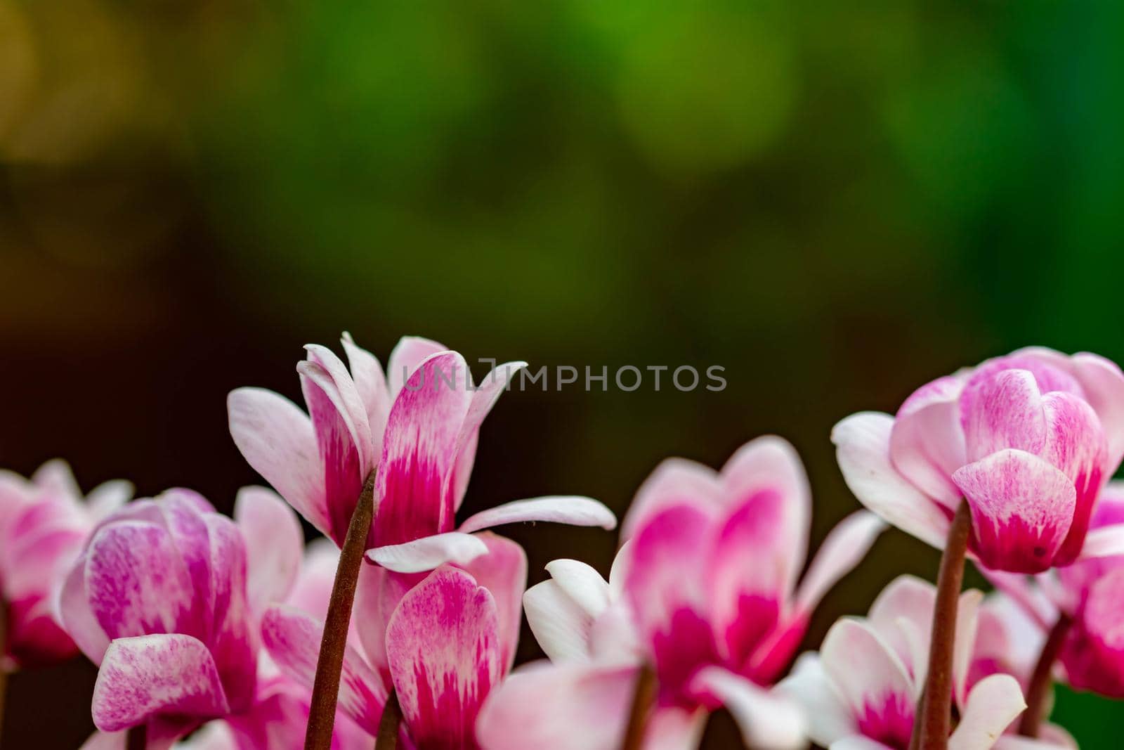 horizontal full lenght closeup shot of purple flowers  background image with some space for text