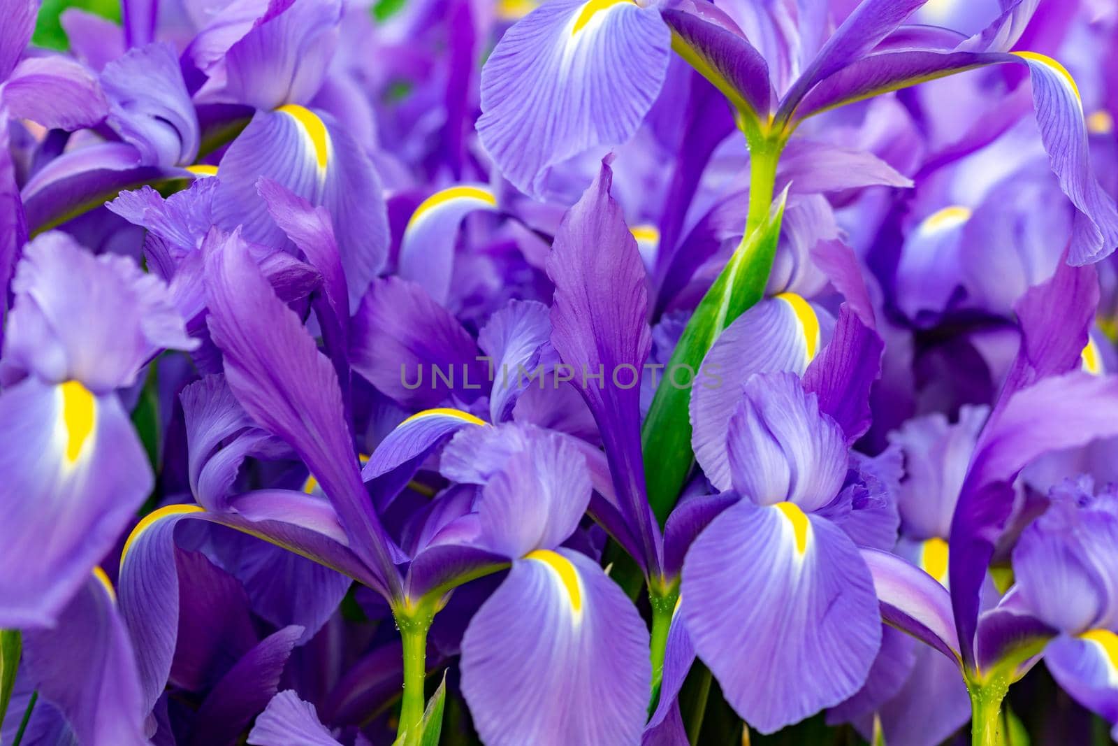 horizontal full lenght closeup shot of purple flowers  background image