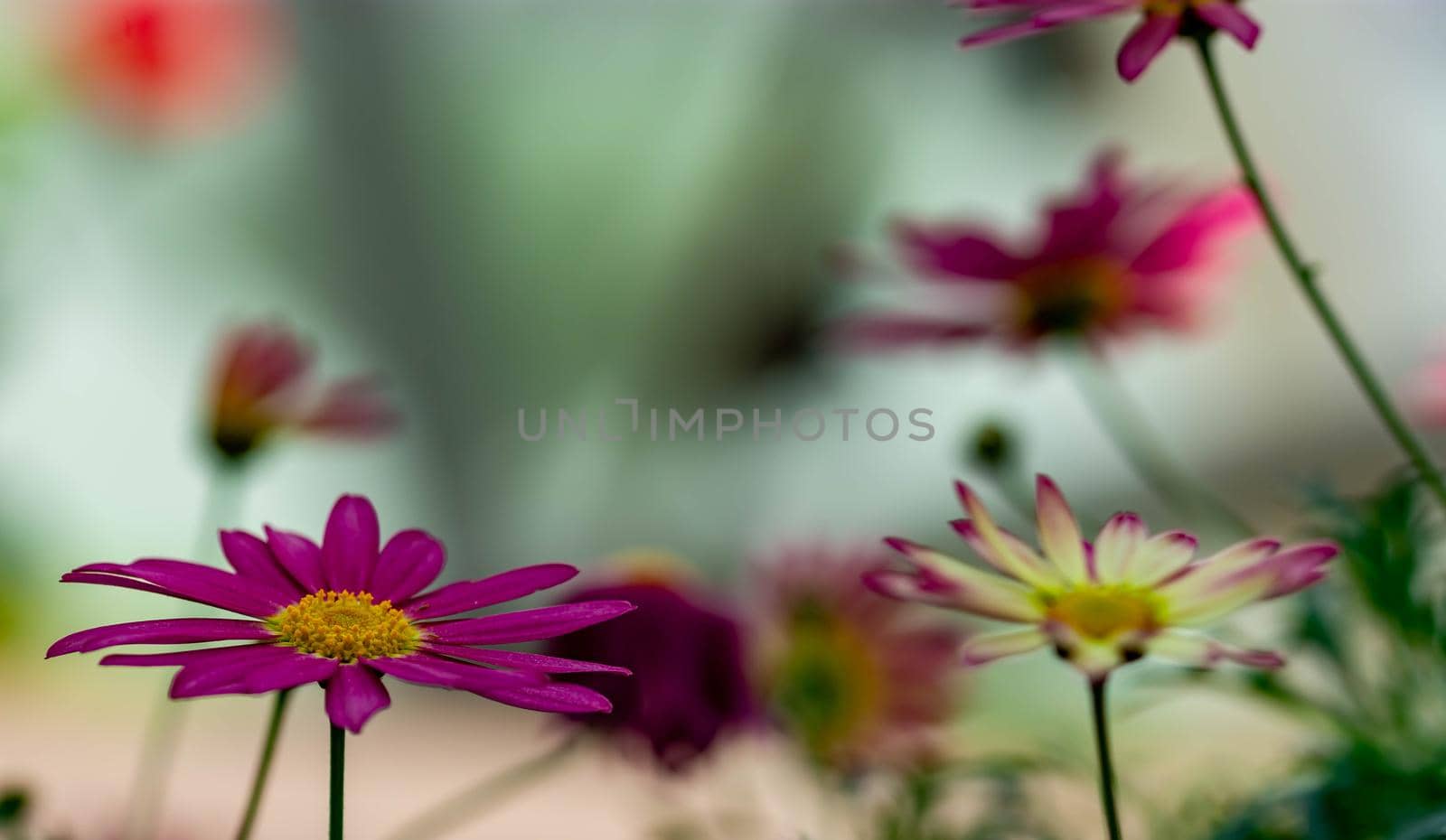 horizontal full lenght closeup shot of purple flowers  background image with some space for text and blurry background image