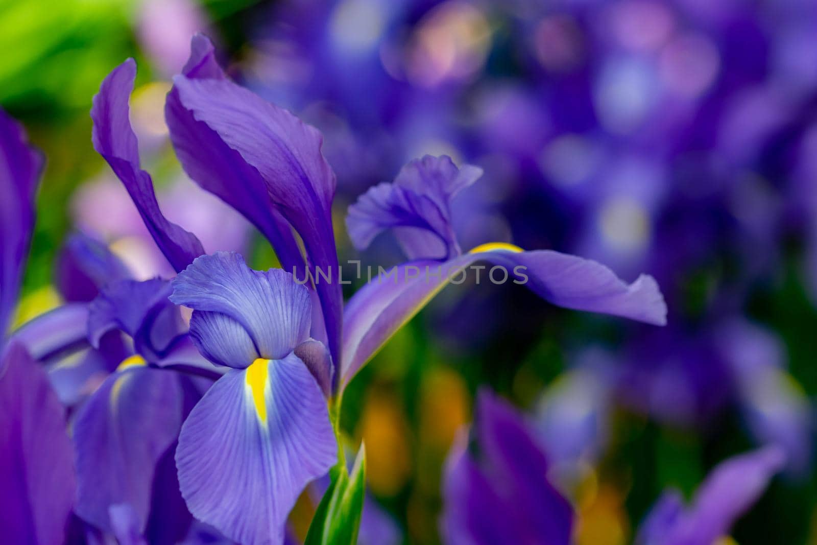horizontal full lenght closeup shot of purple flowers  background image
