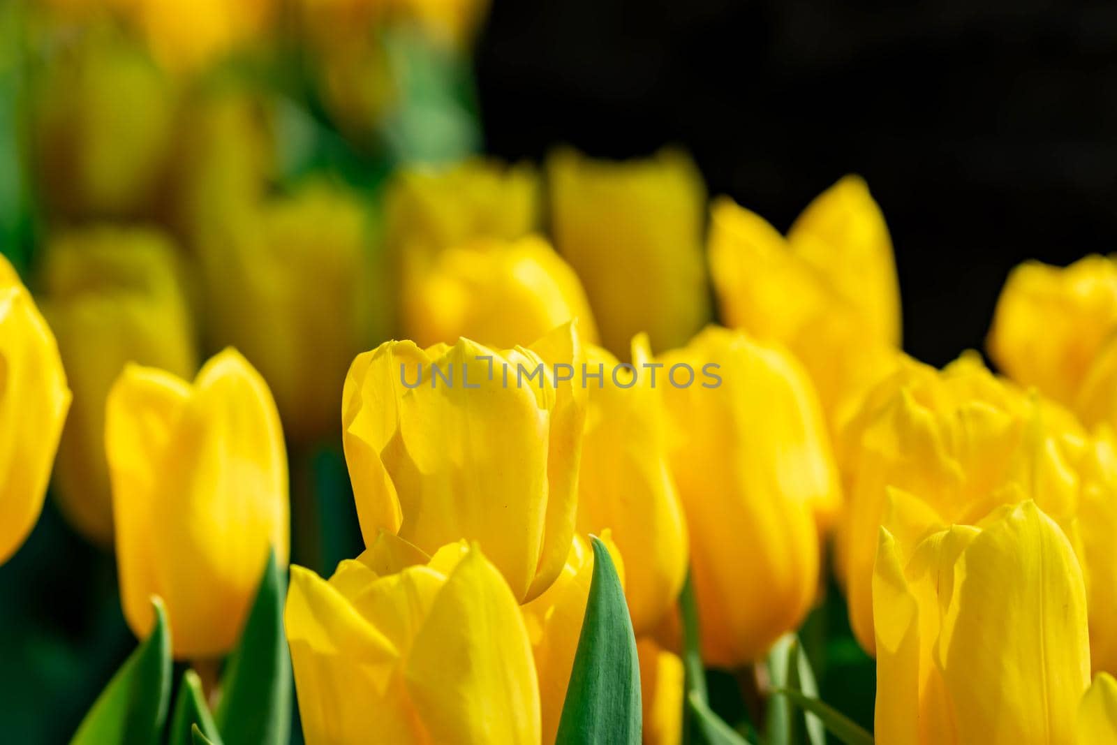 bed of yellow tulips with blurry background in a flora park in singapore