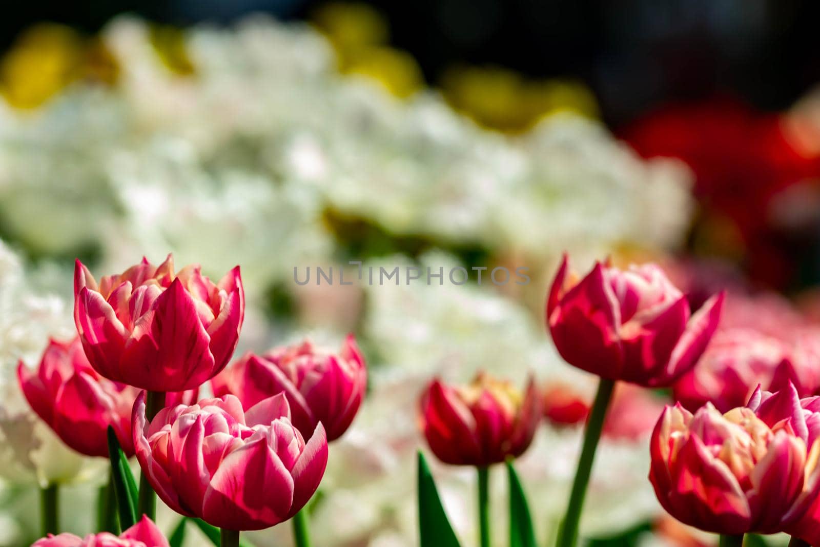 Red and white flowers with a blurry background by billroque