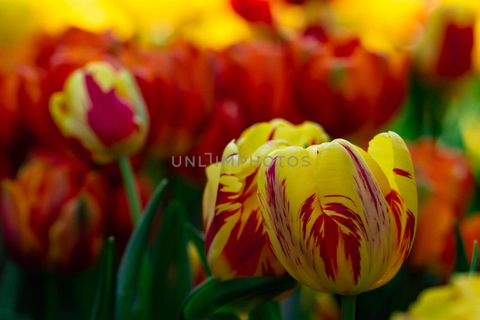 Red a yellow tulips with blurry redish background in a flower park in Singapore