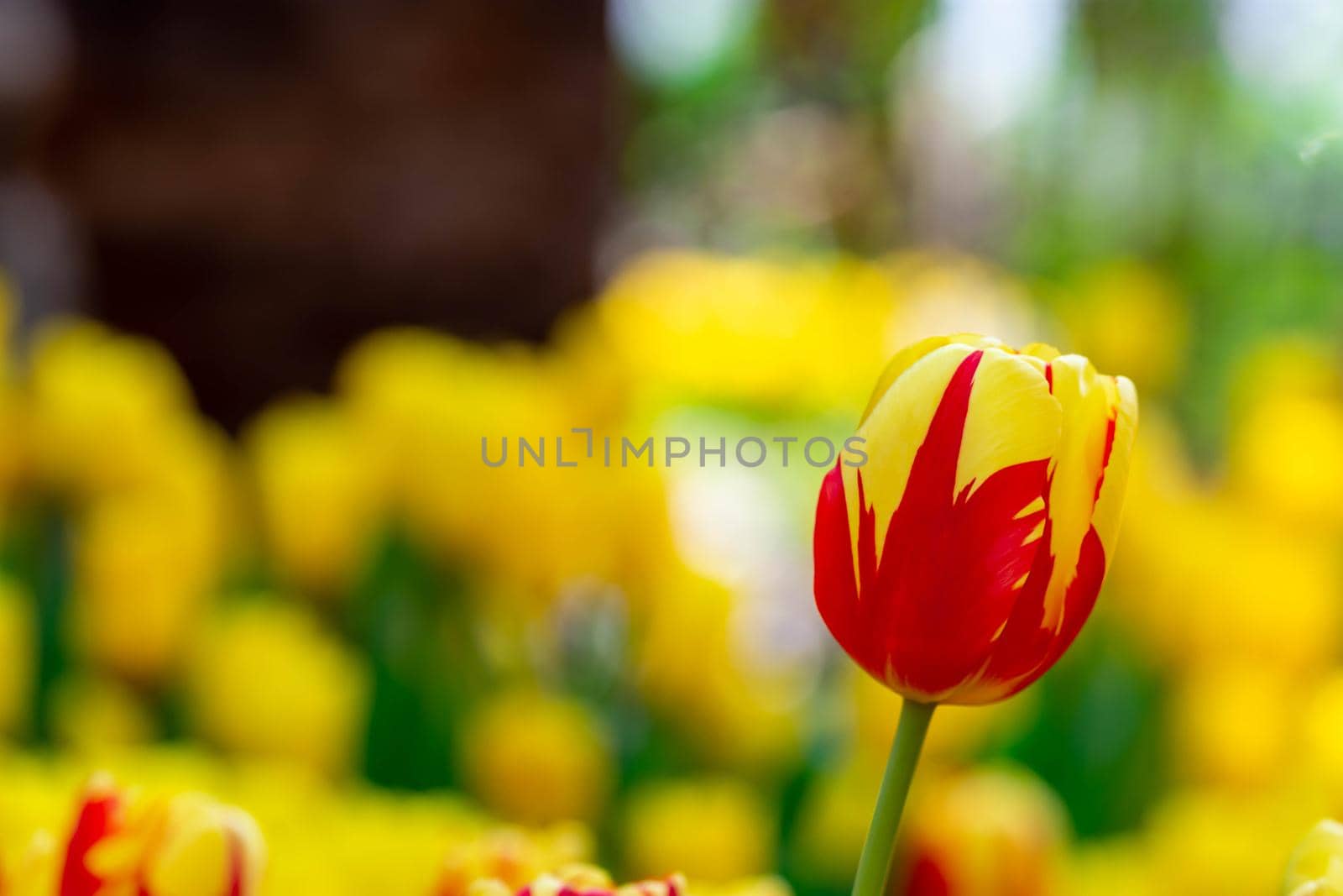 Red and yellow tulips with blurry yellow background in a flower  garden in Singapore