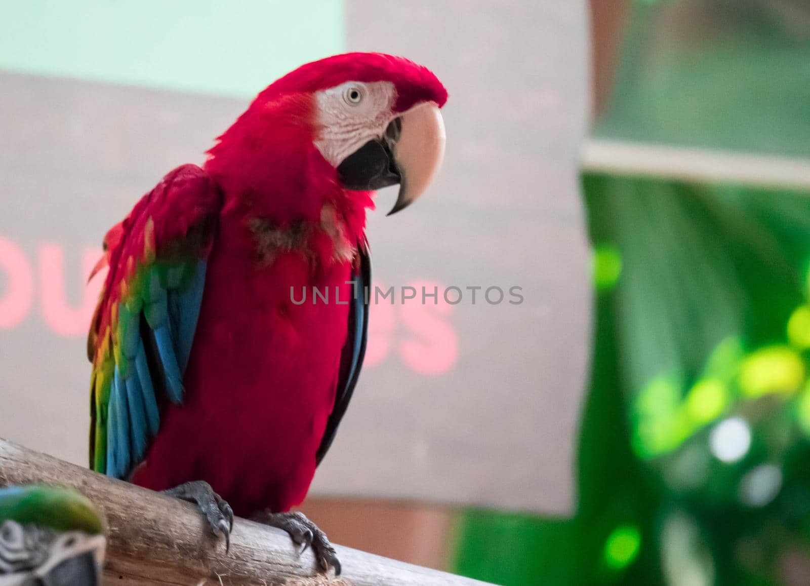 The Scarlet Macaw - Ara macao, large beautiful colorful parrot from Central America forests, Costa Rica