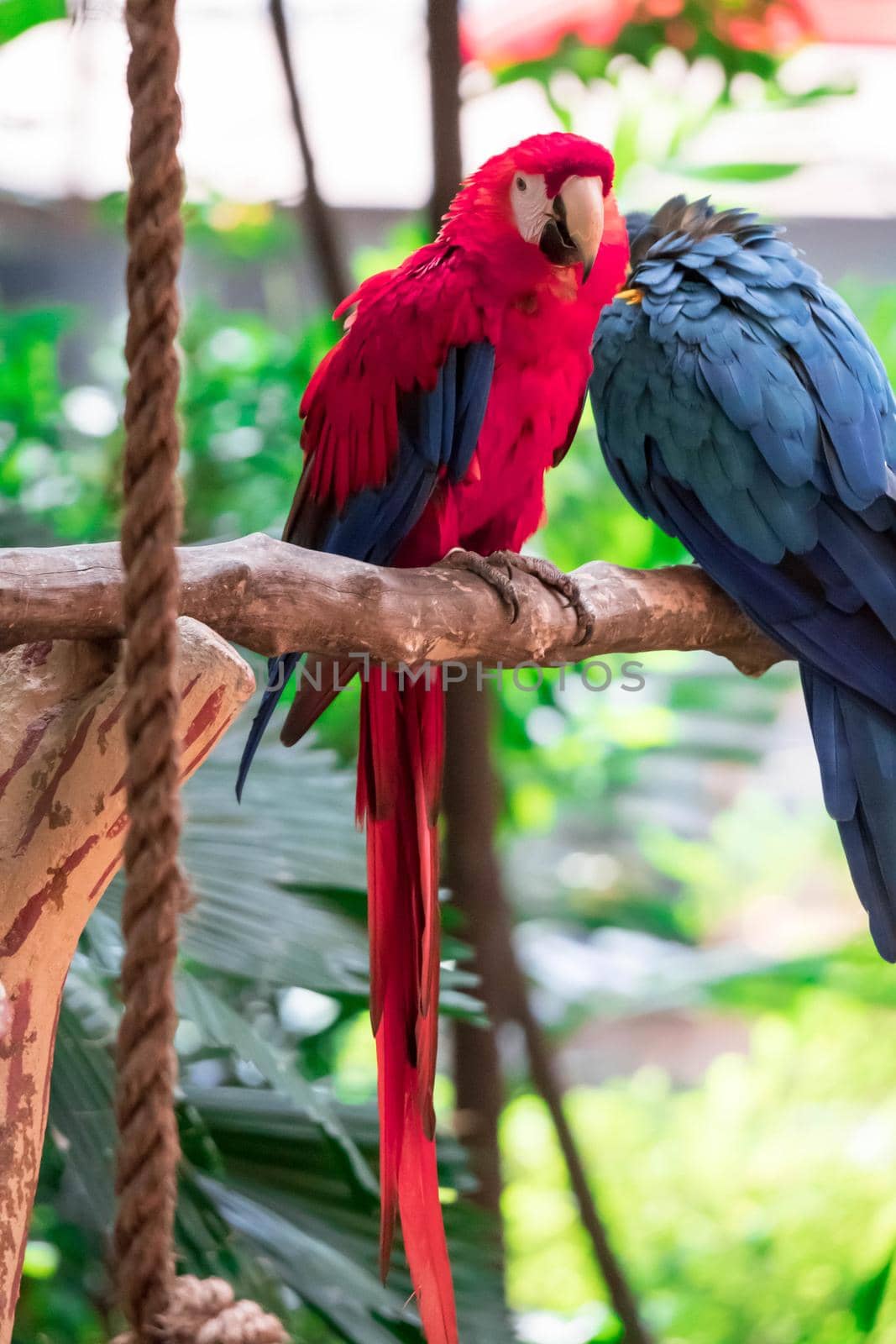 The Scarlet Macaw - Ara macao, large beautiful colorful parrot from Central America forests, Costa Rica