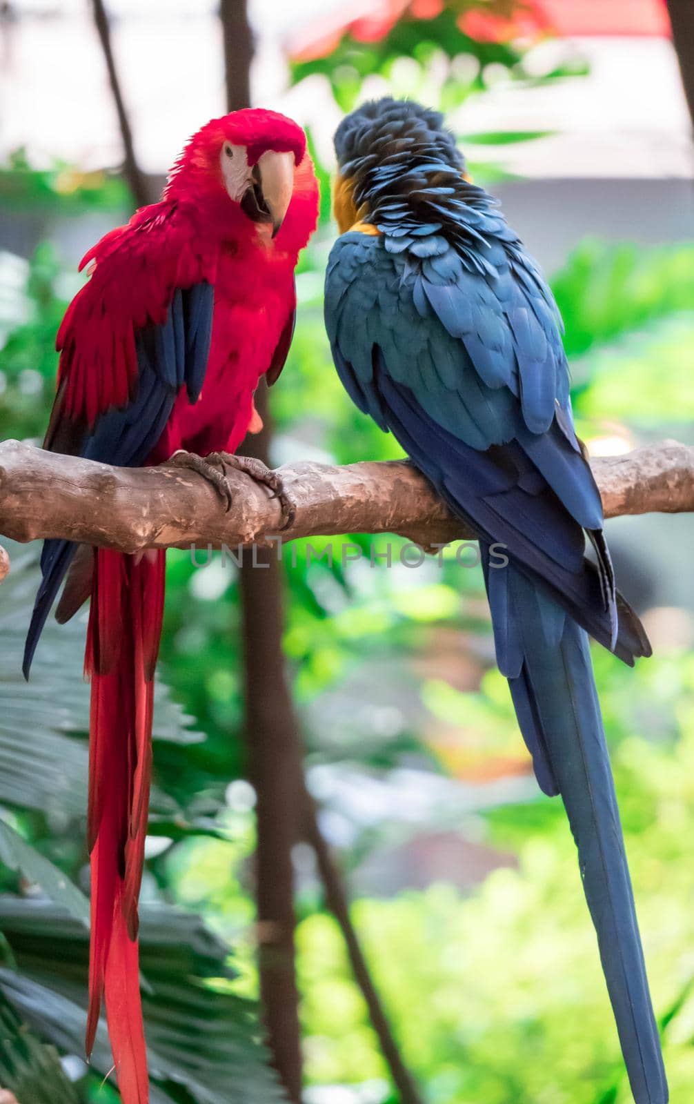 The Scarlet Macaw - Ara macao, large beautiful colorful parrot from Central America forests, Costa Rica