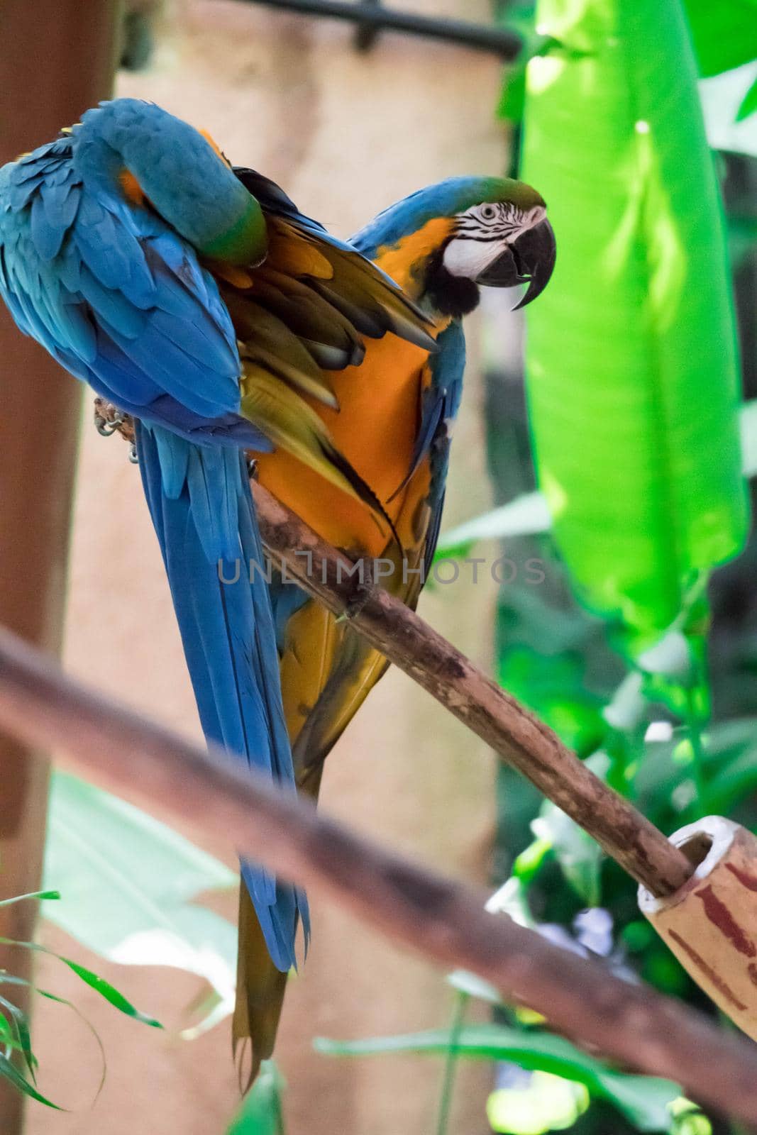 The Blue macaw called Blue throated macaw on perch