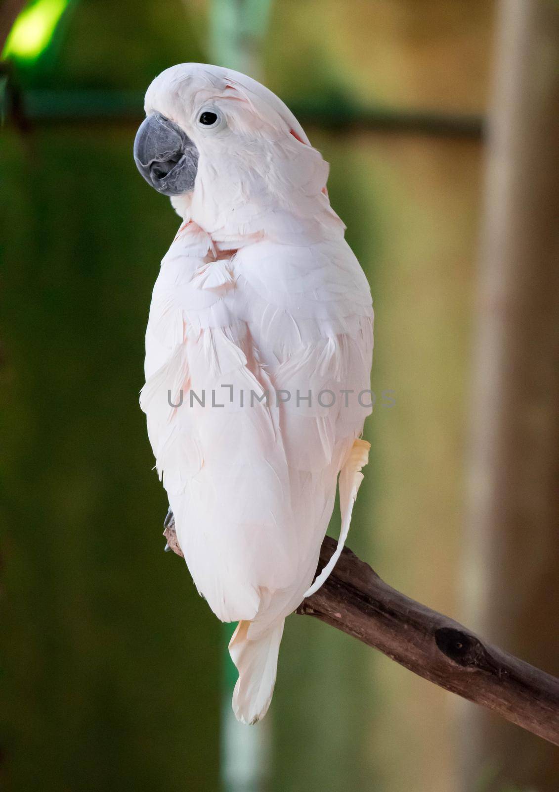 The Major Mitchell Cockatoo also known as Leadbeater's Cockatoo or Pink Cockatoo